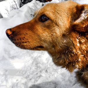 Close-up of dog looking away