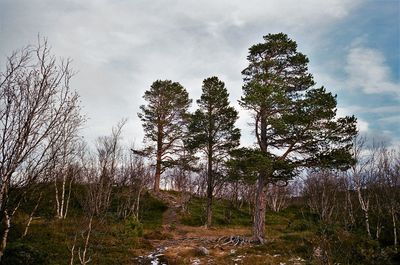 Trees in forest against sky