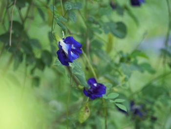 Close-up of purple flower blooming outdoors