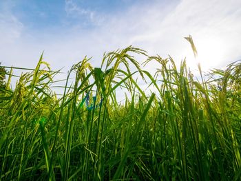 Low angle view of crops growing on field against sky