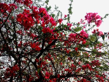 Low angle view of red flowers blooming on tree