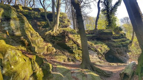 Panoramic view of trees in forest