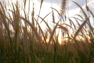 Close-up of stalks in field against sky