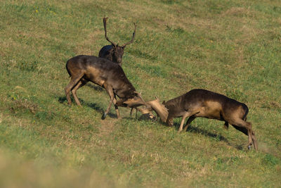 Wild deer dama dama  fighting in summer, in their natural habitat.