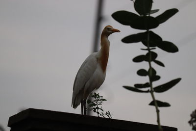 Low angle view of bird perching on roof