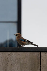 Close-up of bird perching outdoors