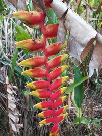 Close-up of red chili peppers on plant