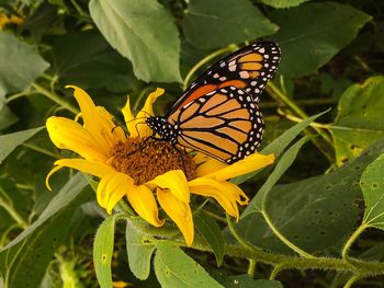 Close-up of butterfly pollinating on yellow flower