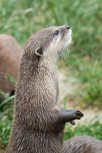 Portrait of an asain small clawed otter standing up