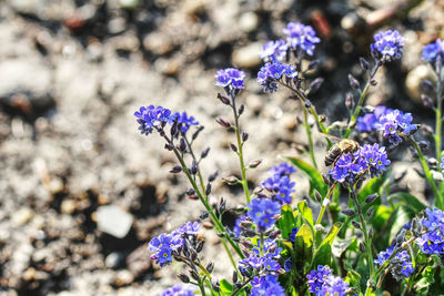 Close-up of purple flowering plants on field