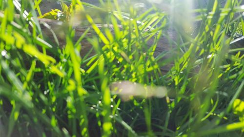 Close-up of fresh plants on field