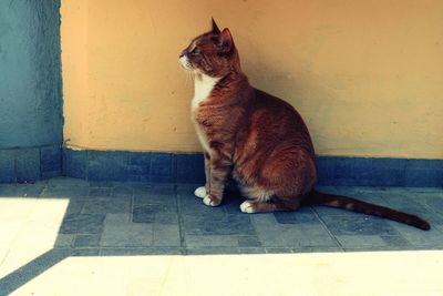 Cat looking away while sitting on floor against wall