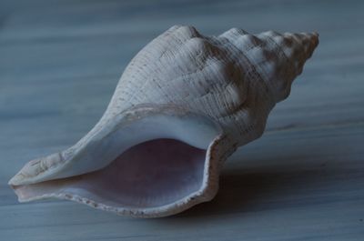 Close-up of seashell on table