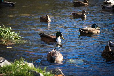 Ducks swimming in lake