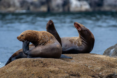 Close-up of sea lion