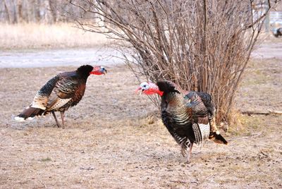 Merriam wild turkeys shouting on field