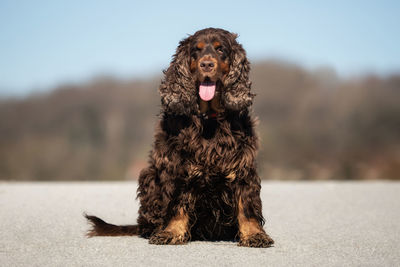 Portrait of dog looking away