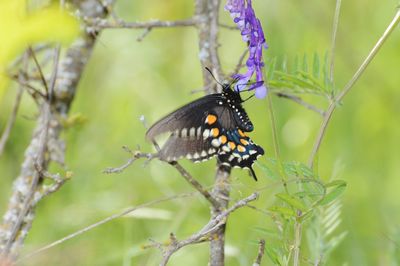 Close up of a butterfly on a purple flower