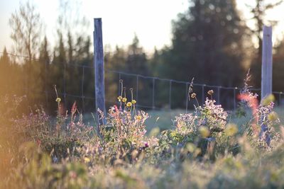 Purple flowering plants on field