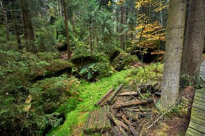 Plants and trees in forest