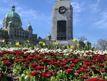 Red flowering plants in front of parliament building in victoria vancouver island 