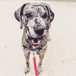 Close-up portrait of a dog on beach