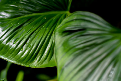 Full frame shot of plant