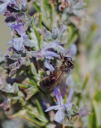 Close-up of bee on plant