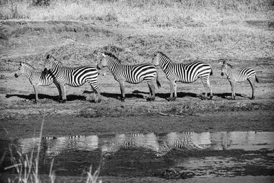 Zebras standing at lakeshore