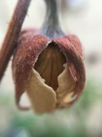 Close-up of fruit growing on plant