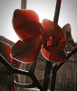 Close-up of red indoors