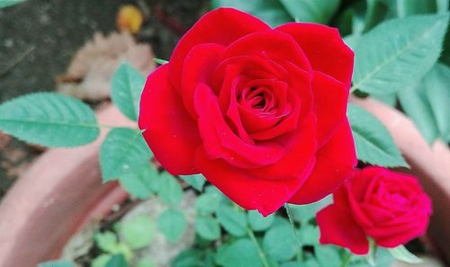 Close-up of fresh red rose blooming in water