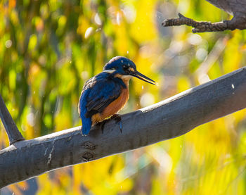 Azure kingfisher ceyx azureus