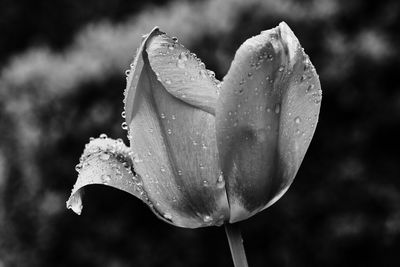 Close-up water drops on flower