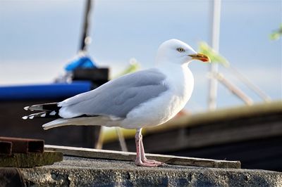 Close-up of seagull perching on retaining wall against sky