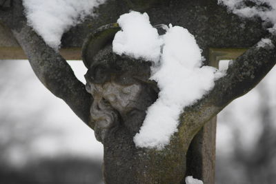 Close-up of white flowers