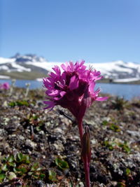 Close-up of pink flower blooming against sky