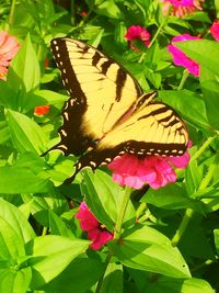 Close-up of butterfly on pink flower