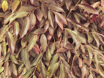 Full frame shot of autumn leaves