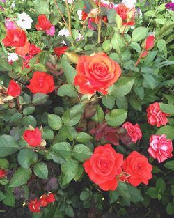 Close-up of red roses blooming outdoors