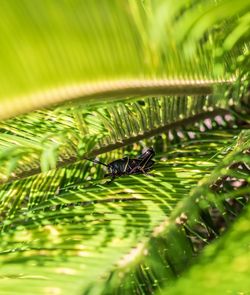 Close-up of caterpillar on leaf