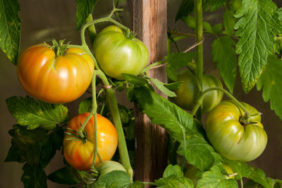 Tomatos in the greenhouse, fresh harvest