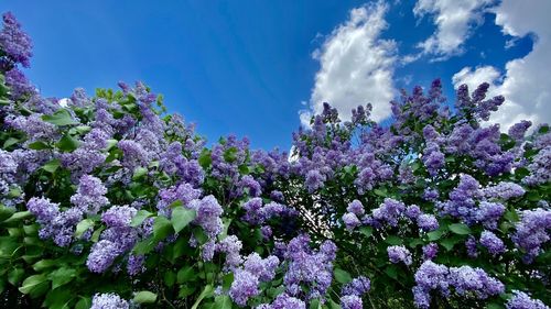 Low angle view of purple flowering plants against sky