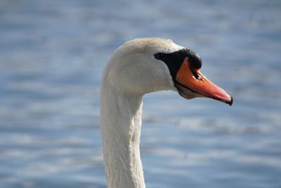 Close-up of swan swimming in lake