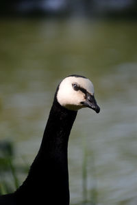 Close-up of a bird