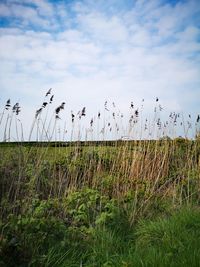 Flock of birds on land against sky