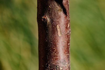 Close-up of bamboo on tree trunk