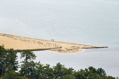 High angle view of trees growing against beach