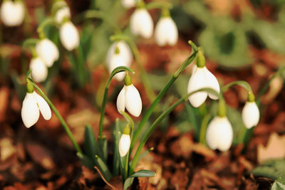 Close-up of white flowering plants on field