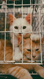 Portrait of cat in cage